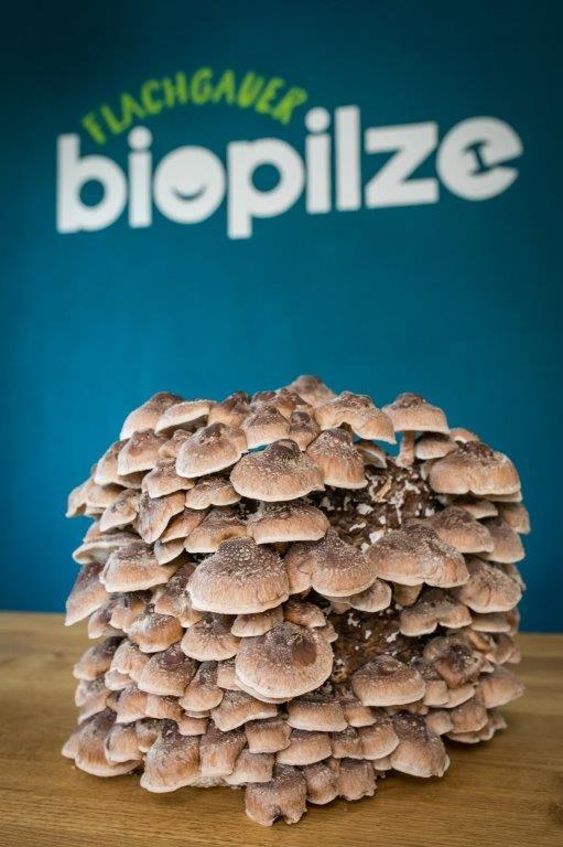 Pilze auf Pilzsubstrat. Im Hintergrund "Flachgauer biopilze"
